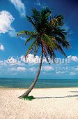 palm tree Image
